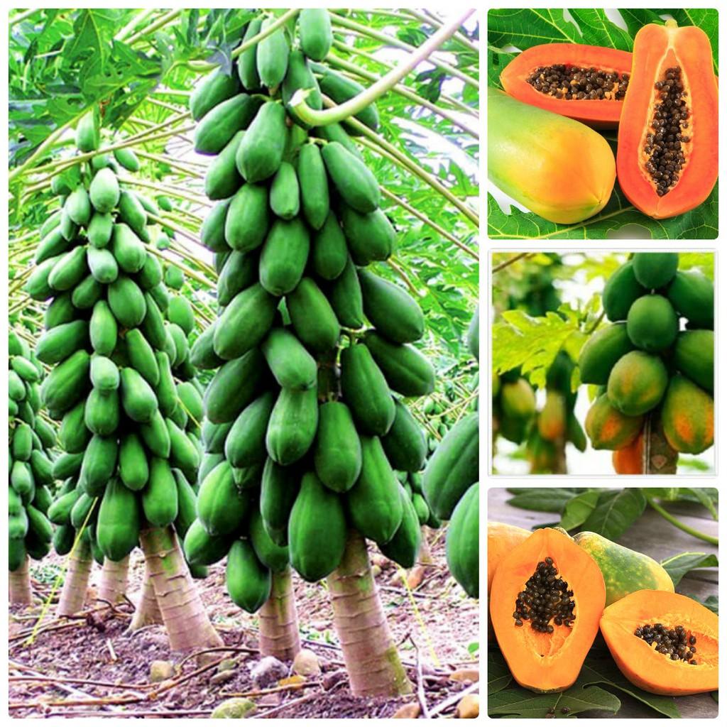 COMBO 2 gói hạt giống đu đủ lùn xanh siêu trái ( 2 gói x 10hạt/gói )