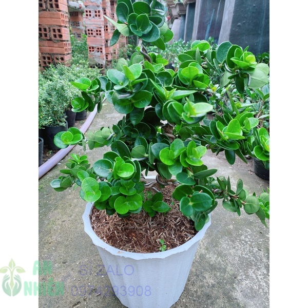Cây da nhật lá tròn bonsai