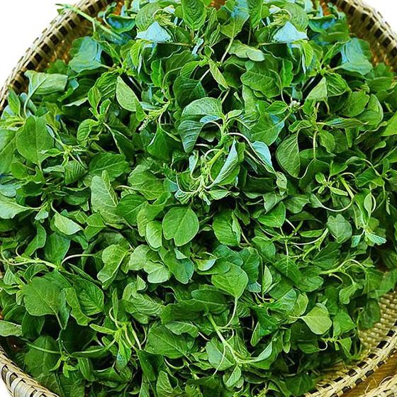 Hạt giống rau dền cơm /Gói 10gram