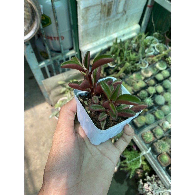 sen đá đậu đỏ (giống xịn)