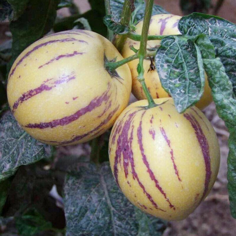 [Mới] - Combo 3 gói Hạt giống dưa pepino