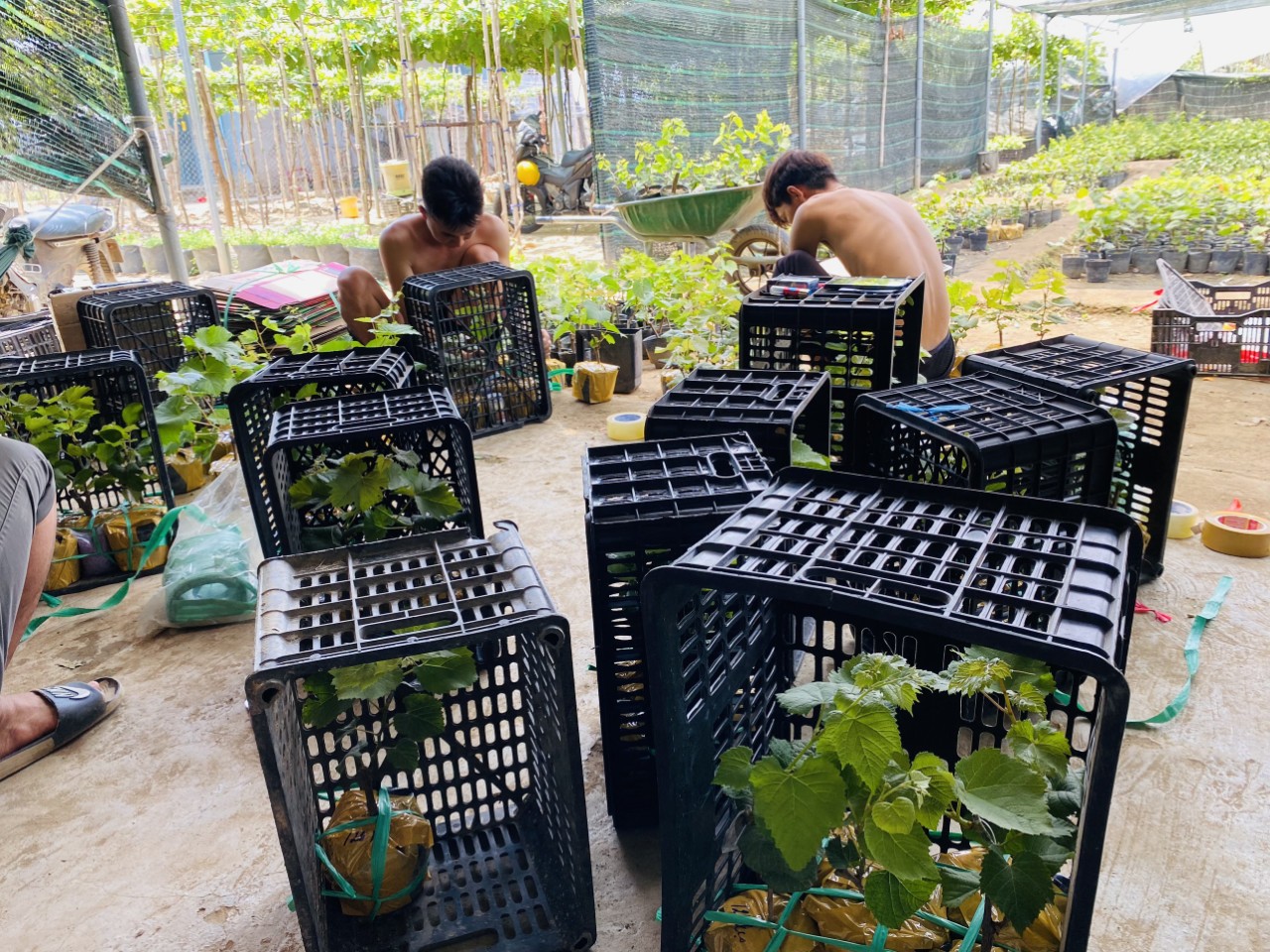 Cây Nho Giống Đỏ Leo Giàn Ninh Thuận