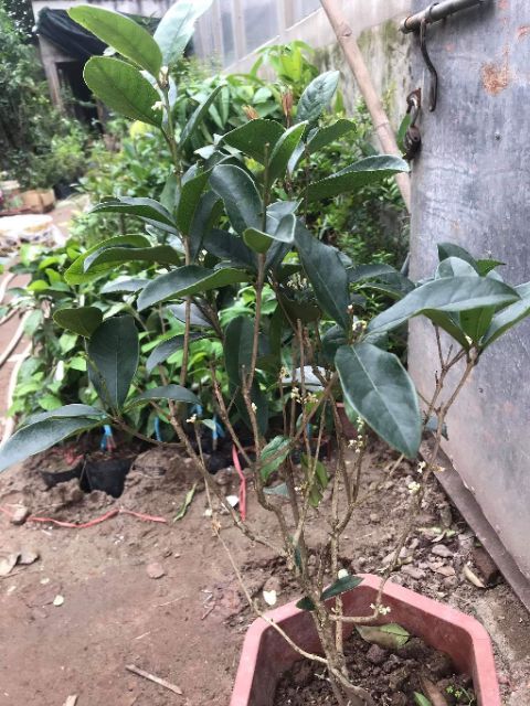 Cây Hoa Mộc Hương ta cam kết chất lượng