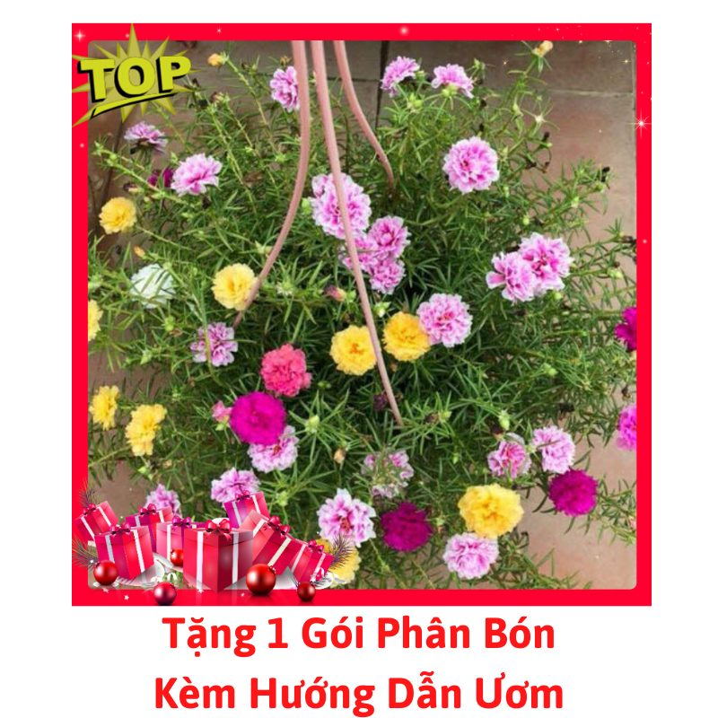 [Lấy mã giảm thêm 30%] Hạt Giống Hoa Mười Giờ Mỹ Cánh Kép Nhiều Màu - Tặng Phân Bón
