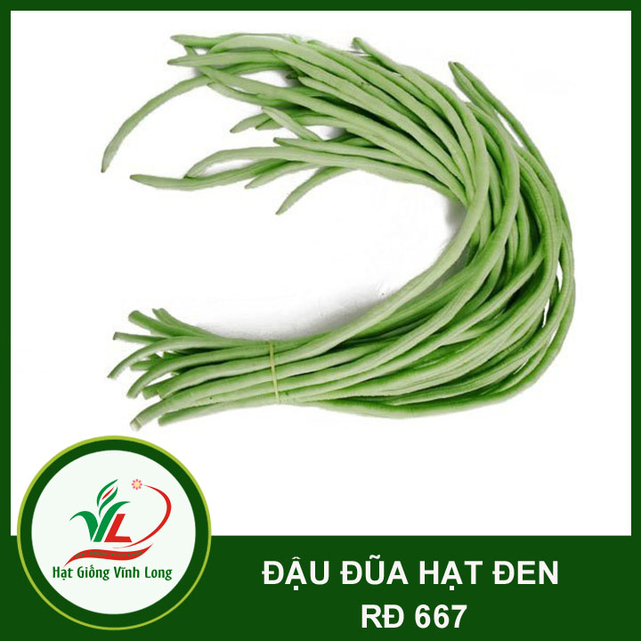 Hạt giống Đậu đũa hạt đen RD 667 - 20g