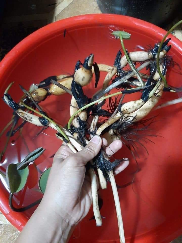 Củ sen phật âm