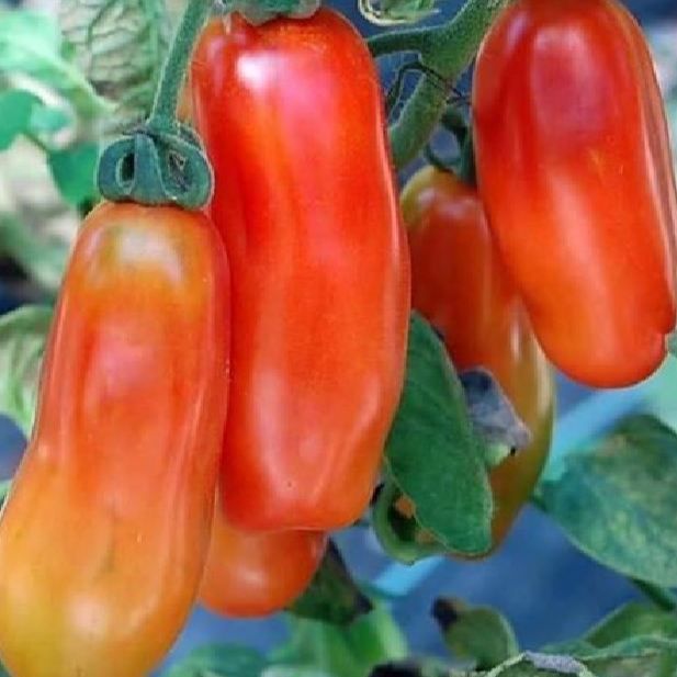 Hạt giống cà chua chuối quả đỏ-Gói 20 hạt(tặng kèm phân bón)