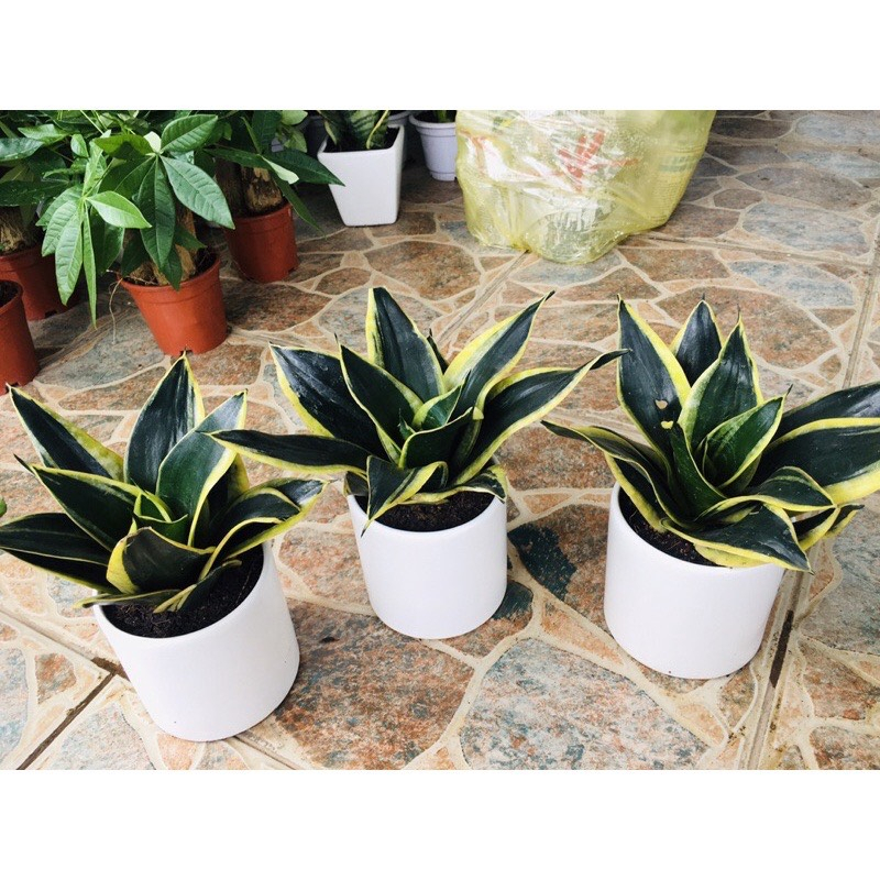 Cây LưỡI Hổ TháI Mini Size Để BàN ( LưỡI Hổ TháI LùN)