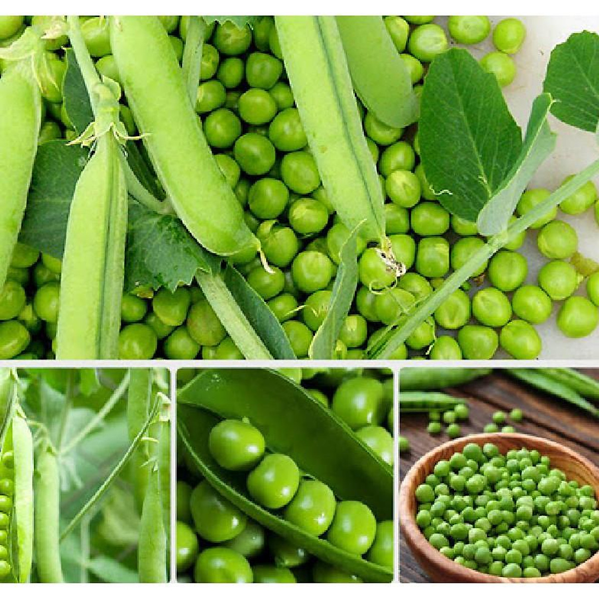 Hạt giống Đậu Hà Lan Xanh - 1 gói 50gr