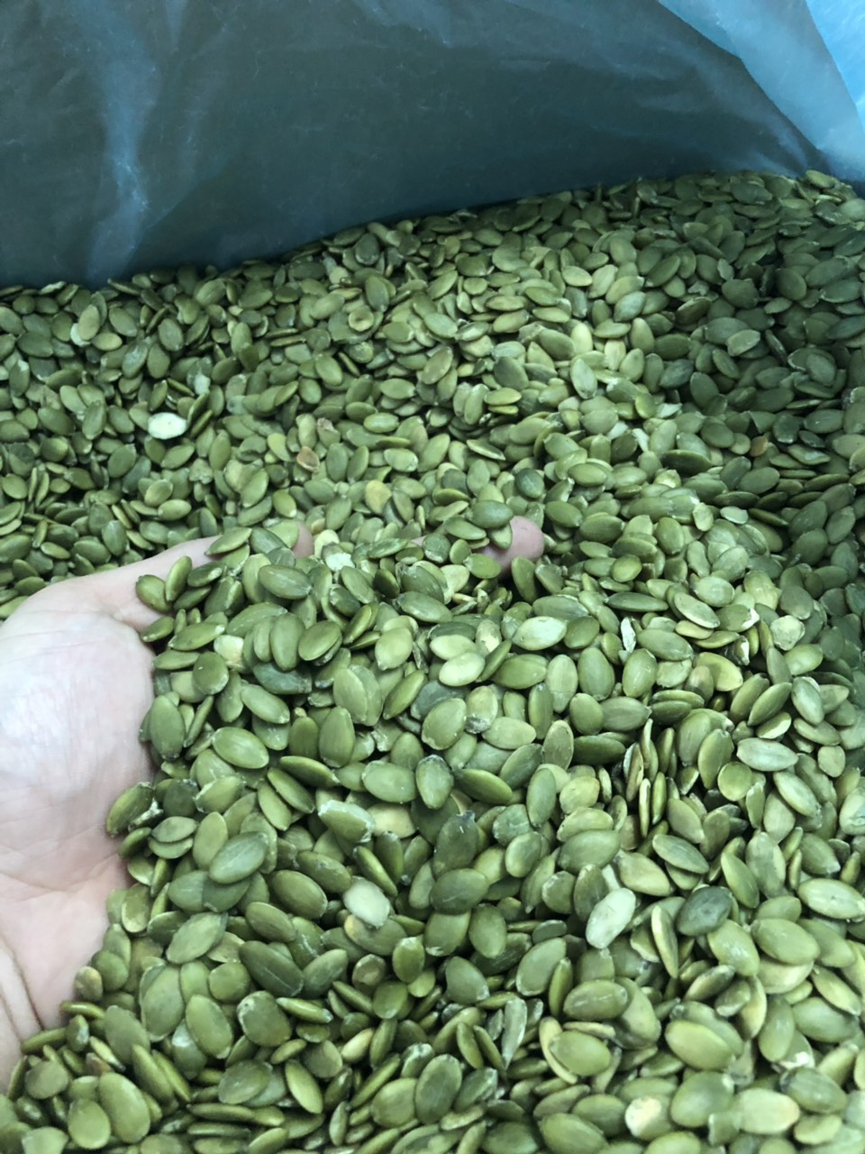1kg NHÂN HẠT BÍ XANH TƯƠI MÔNG CỔ