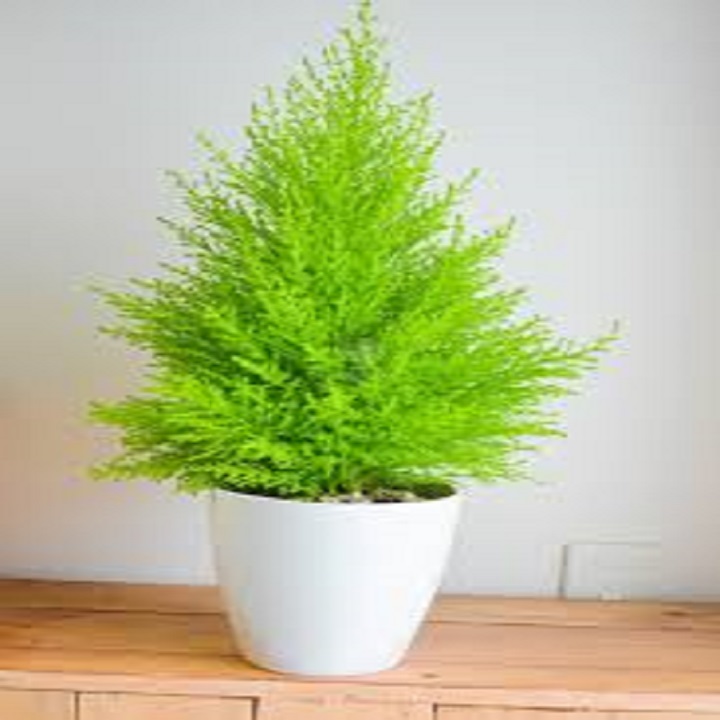 CHẬU CÂY TÙNG THƠM