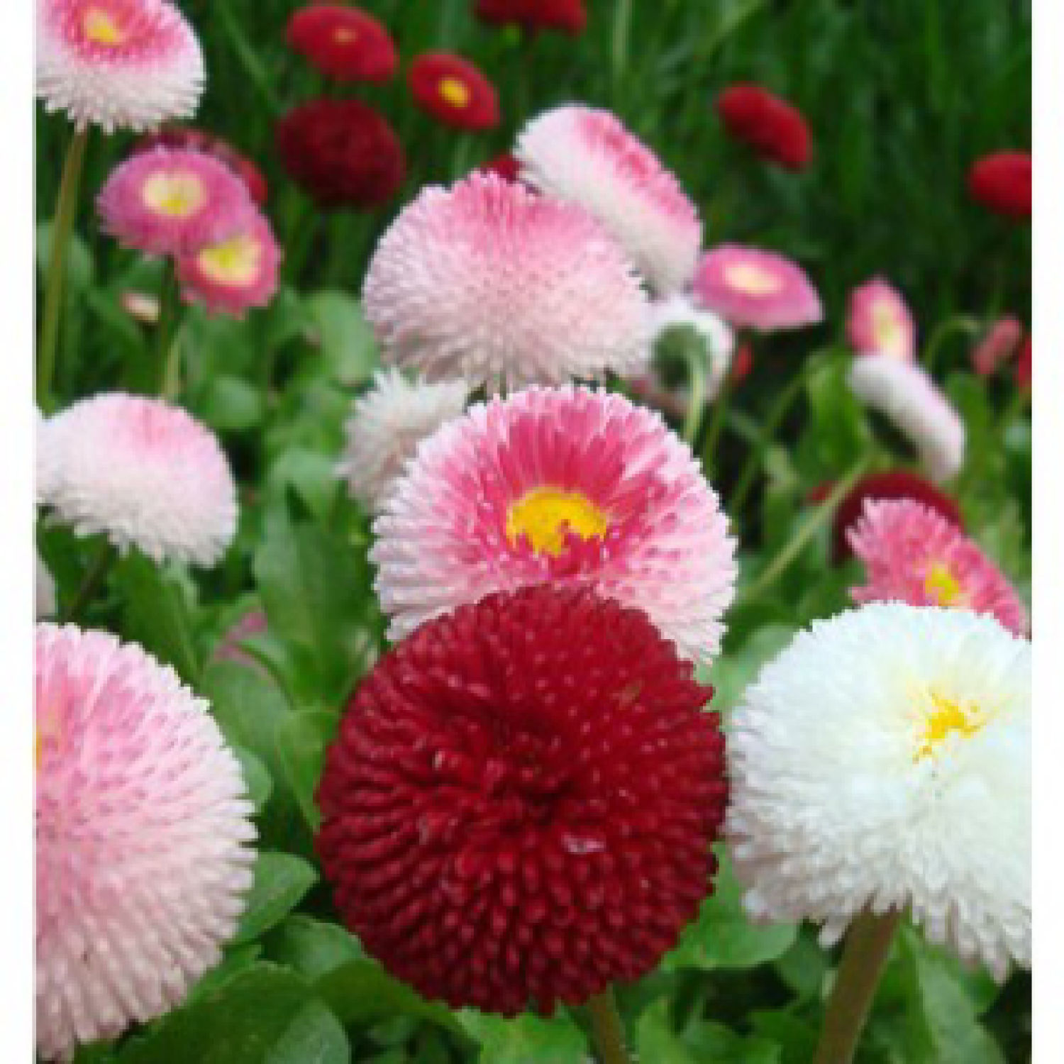 MA337 GÓI 20 Hạt Giống Hoa Cúc Nhật PomPom Mix