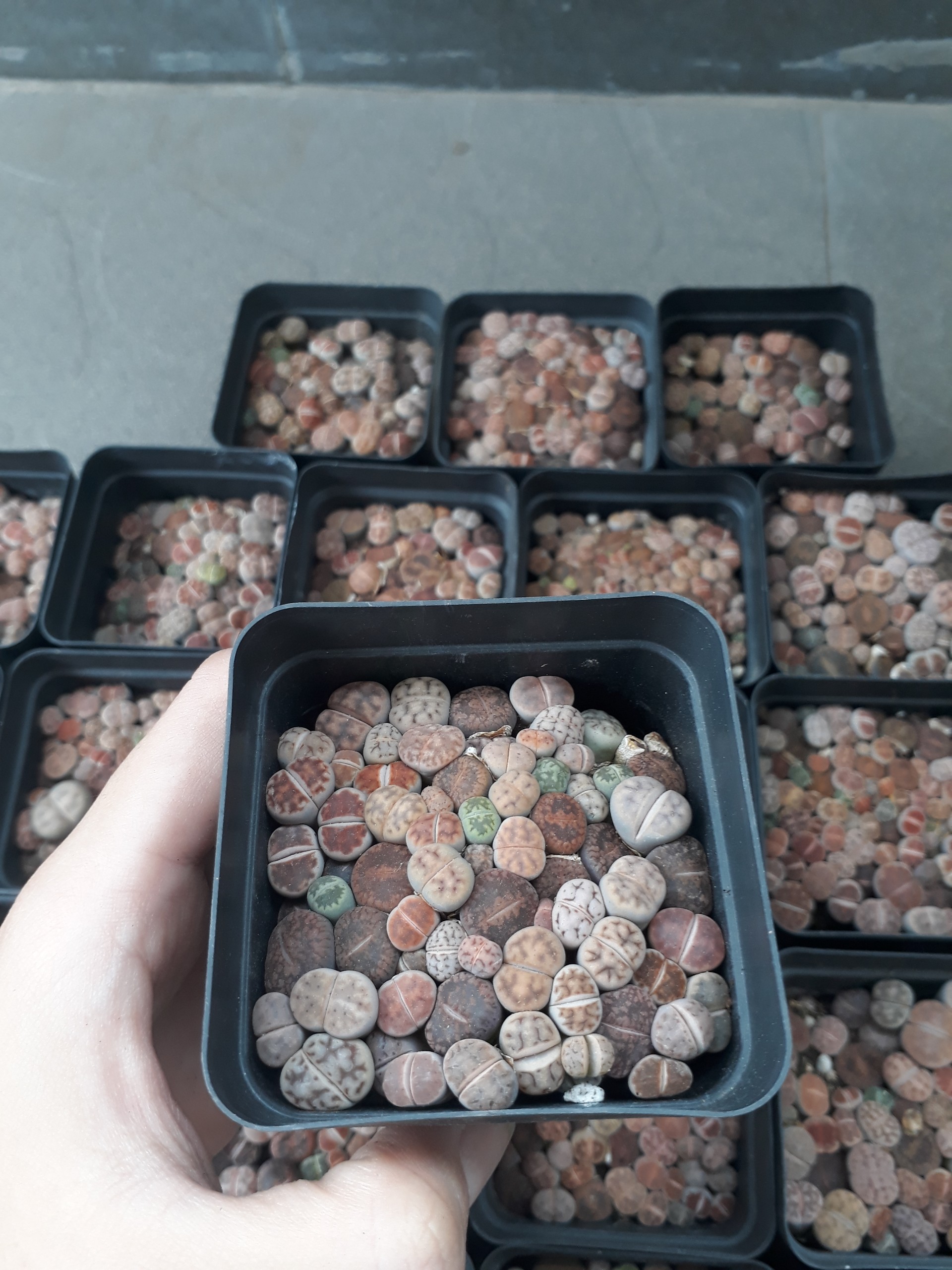 Sen Mông Baby Mix Nhiều Màu Chậu 7cm (Sen Mông/Lithops/Thạch Lan)