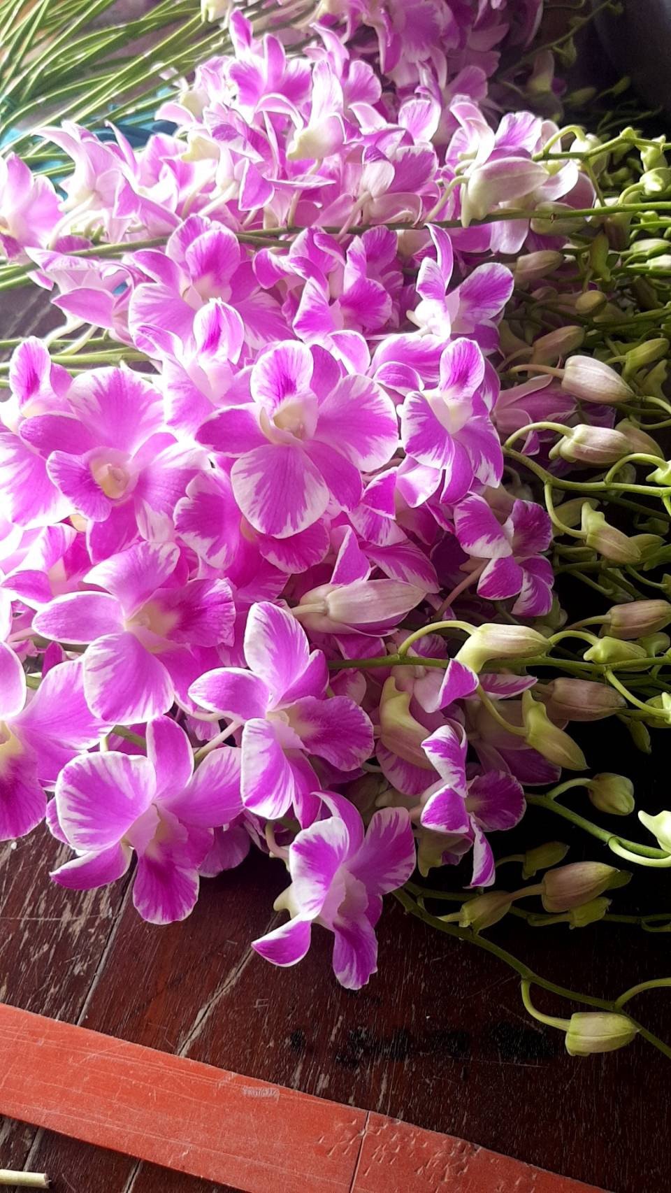 HOA LAN CHỚP HỒNG
