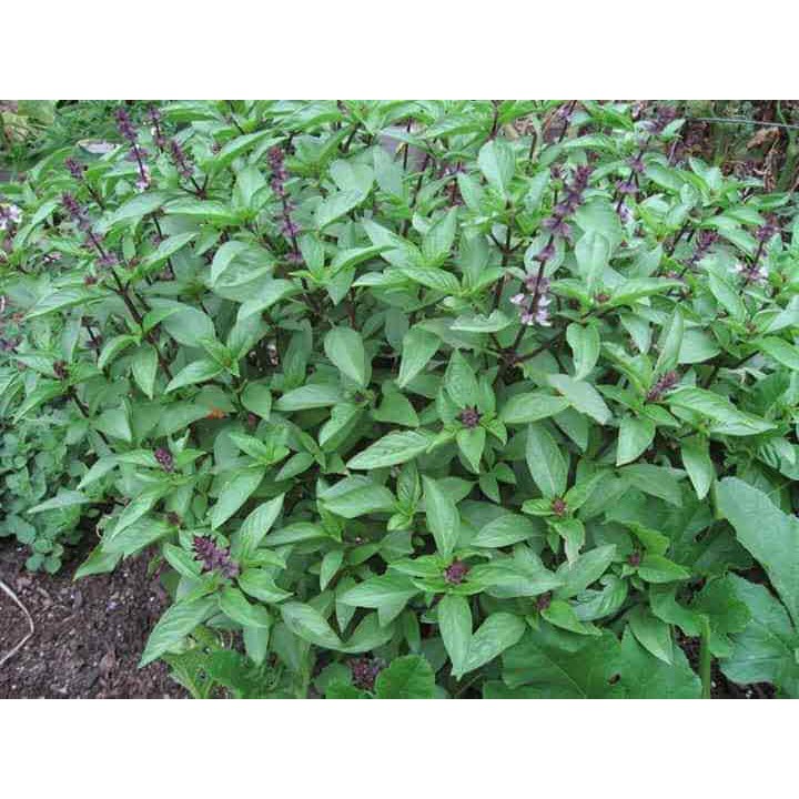 Hạt rau húng quế rau quế - gói 5 gram