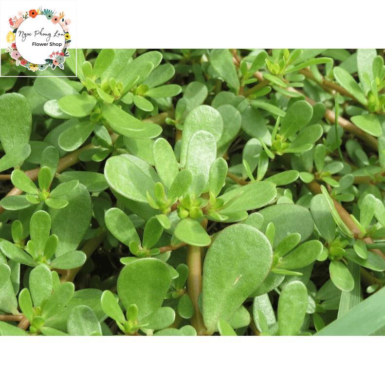 Giống Rau Sam, Rau Sam, Sam Đất - Gói 2 Gram