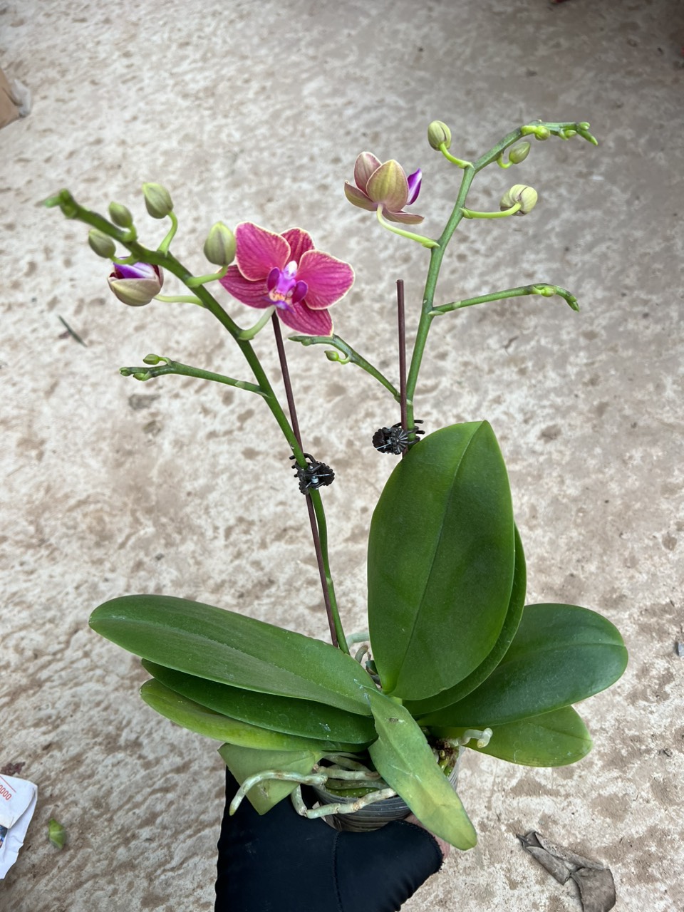 Cây lan hồ điệp 2 ngồng đủ màu
