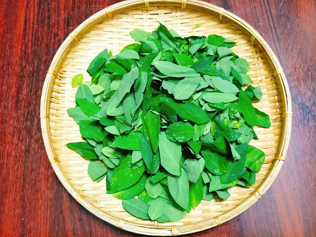 Hạt Giống Rau Ngót Dễ Chăm Sóc, Thu Hoạch Liên Tục