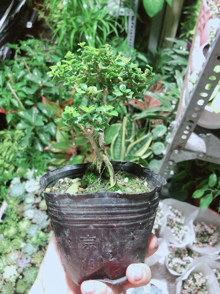 [HCM]Cây Sam Hương (cao 12cm ngang 7cm)