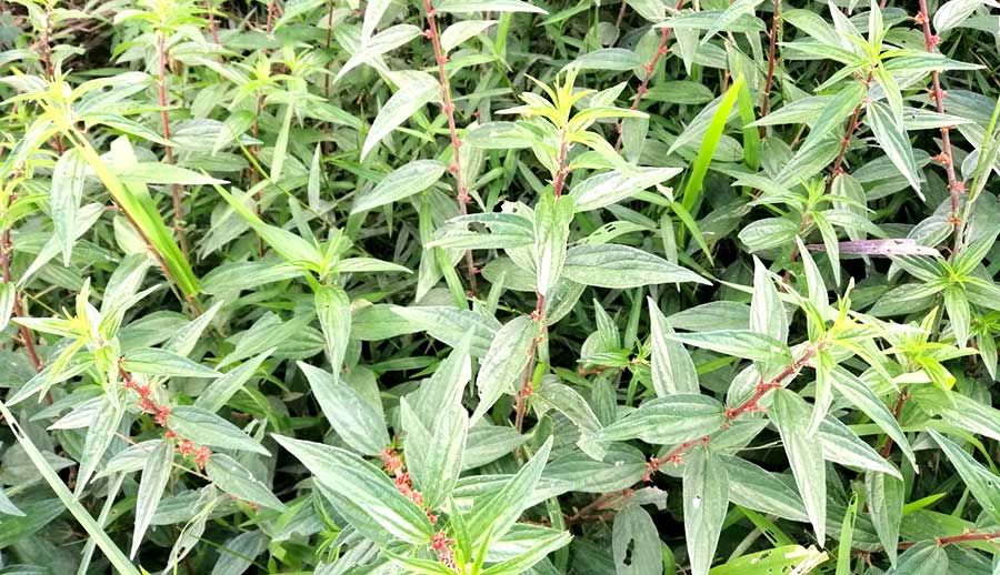 Cây Cỏ Dòi