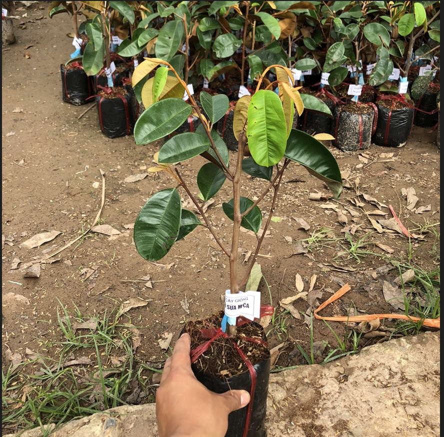 Vú sữa MICA