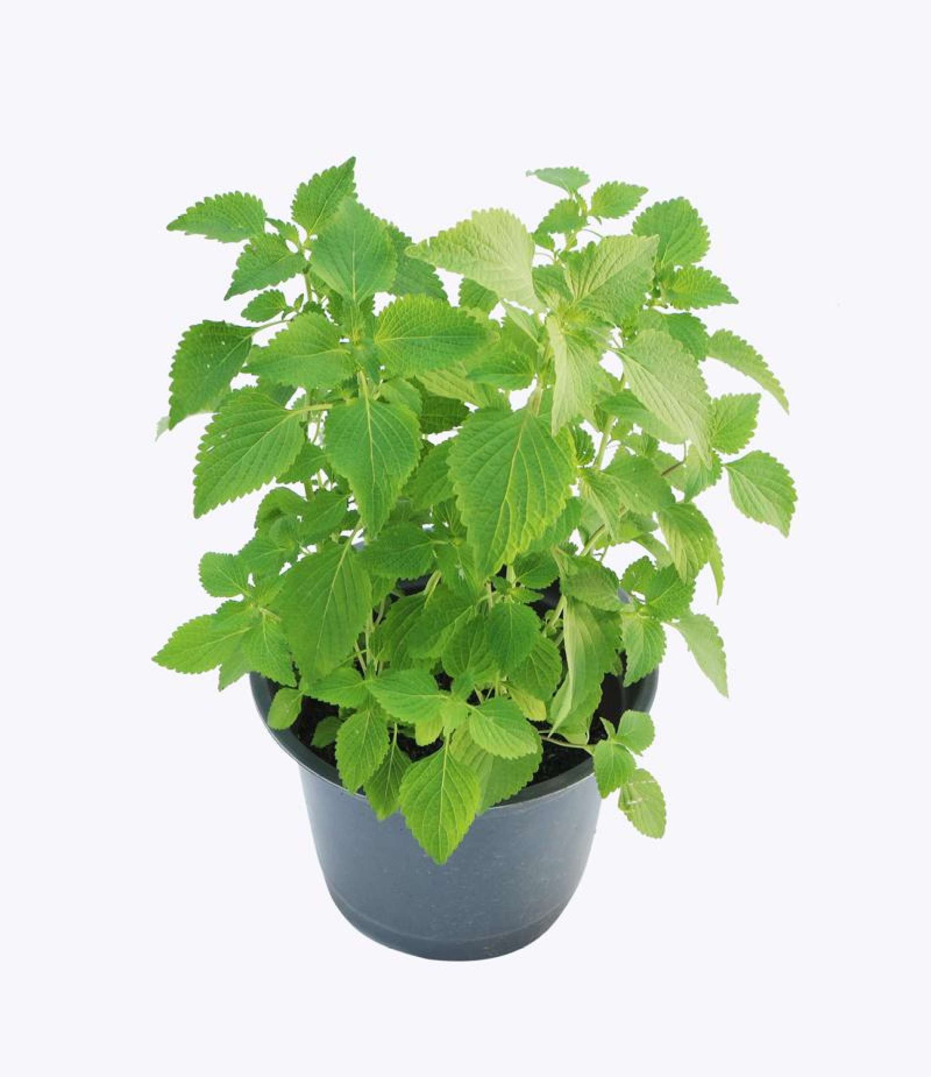 Cây Kinh Giới - Chậu Rau