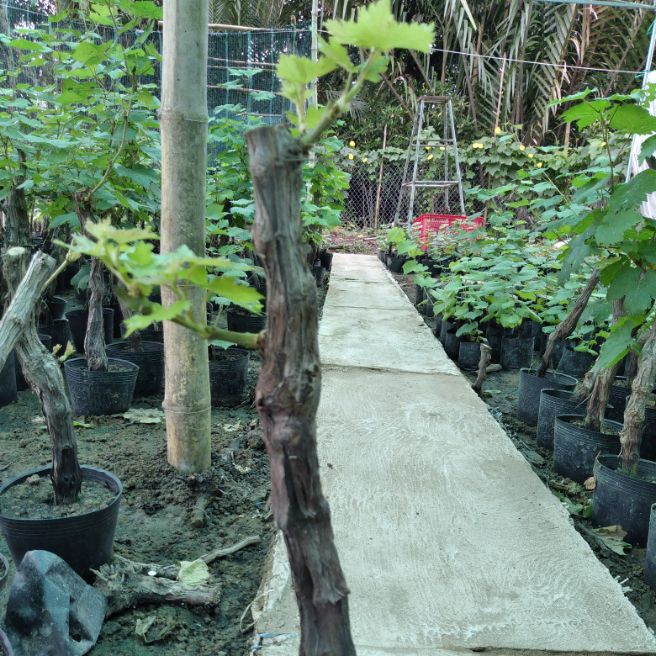 Gốc nho đỏ Ninh Thuận cây cực đẹp chuẩn giống