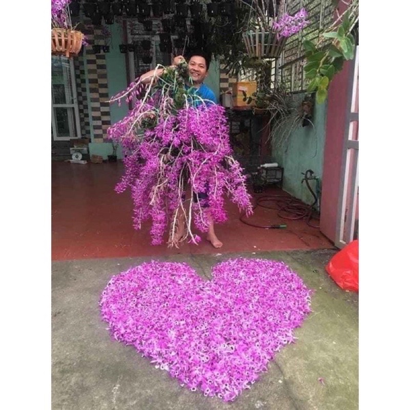 Hoa lan hoàng thảo kèn