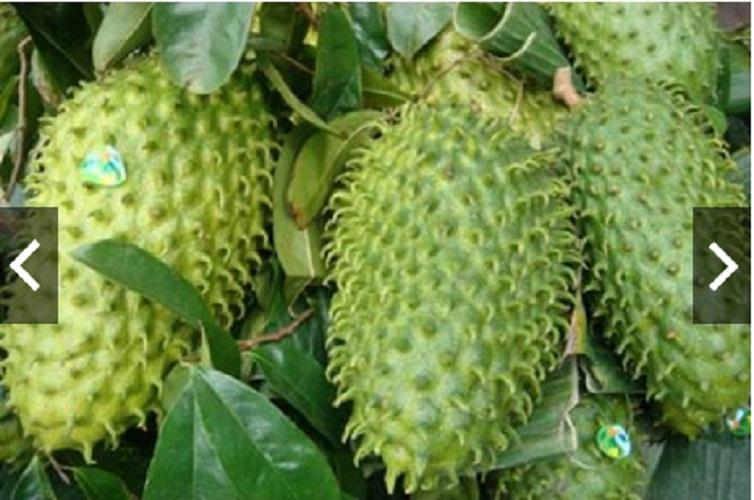 500 Gram trà mãng cầu gai (mãng cầu xiêm)