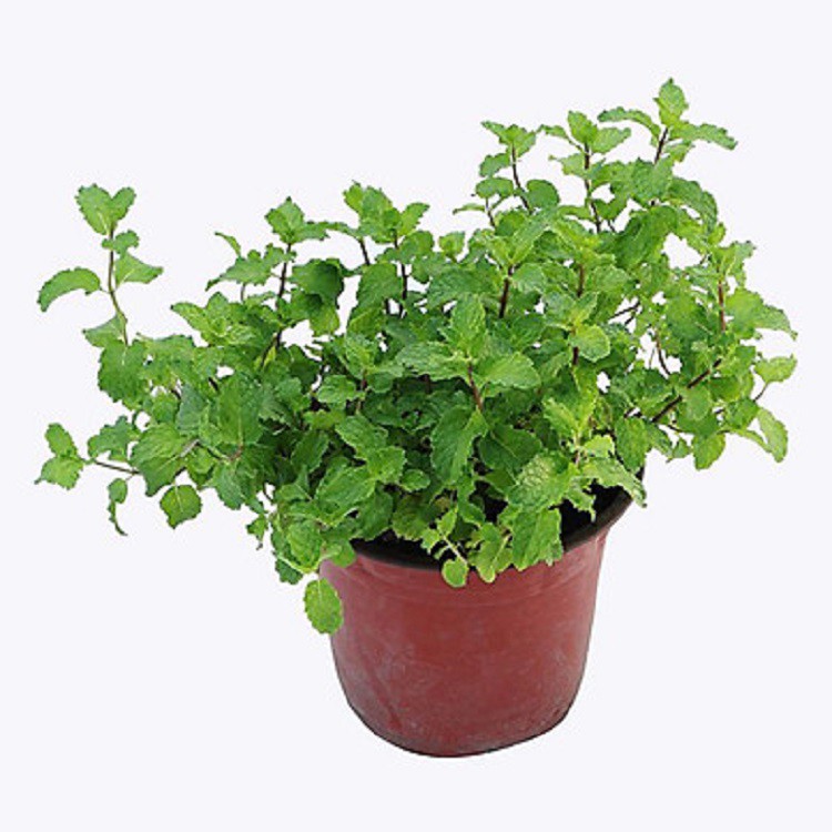 Rau húng lủi, rau bạc hà- nguyên bầu cây giống