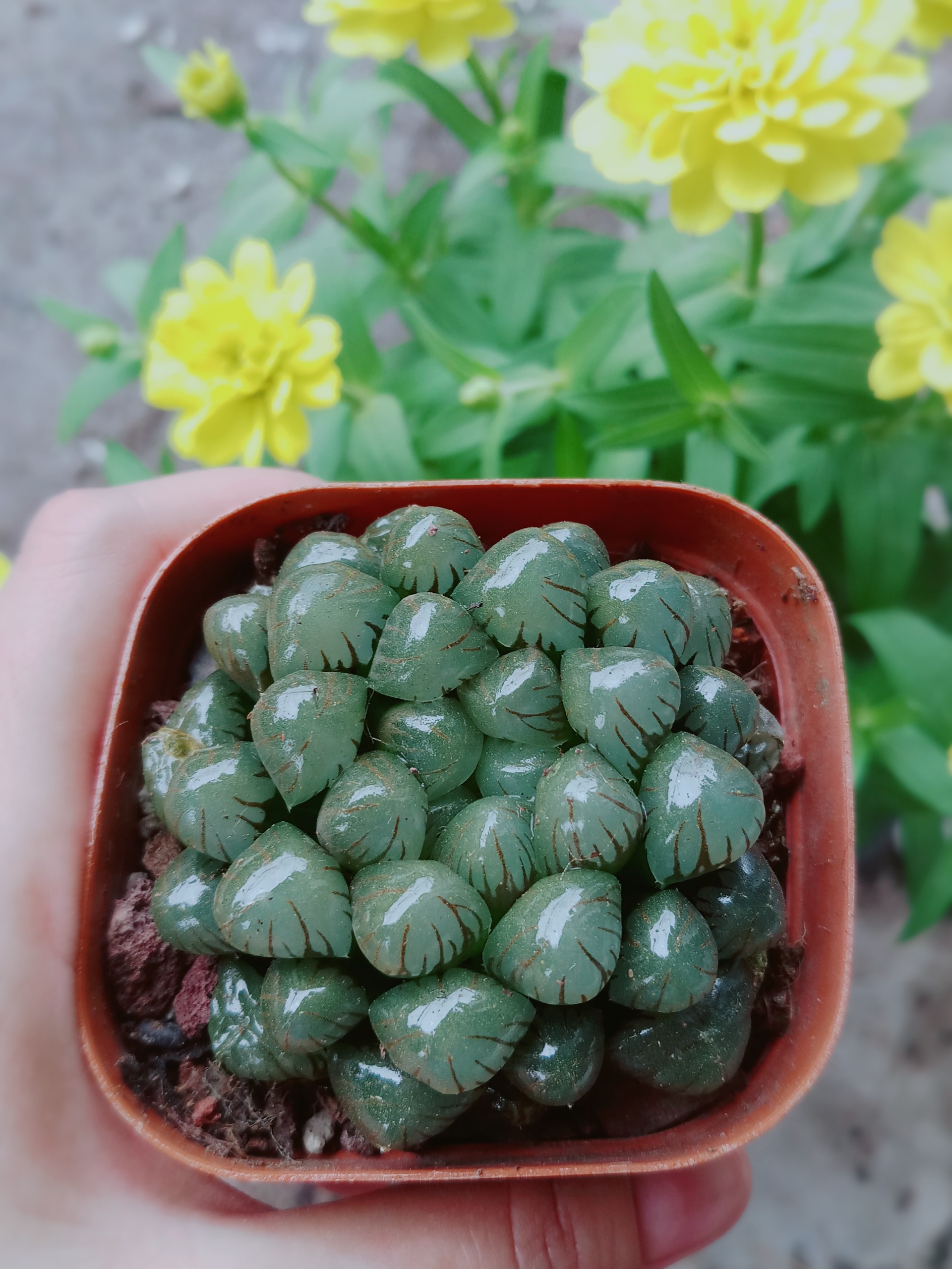 Sen Đá Kim Cương Cooperi Xanh