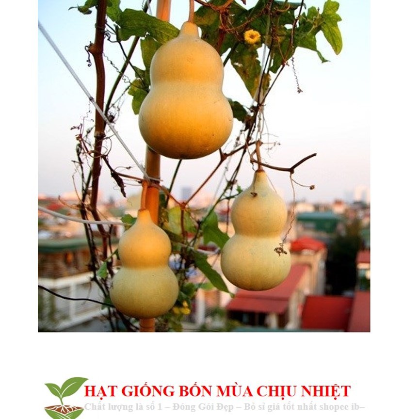 MJ216 Hạt Giống Bầu Hồ Lô - Mini Siêu Kute (Lagenaria siceraria) 5 hạt