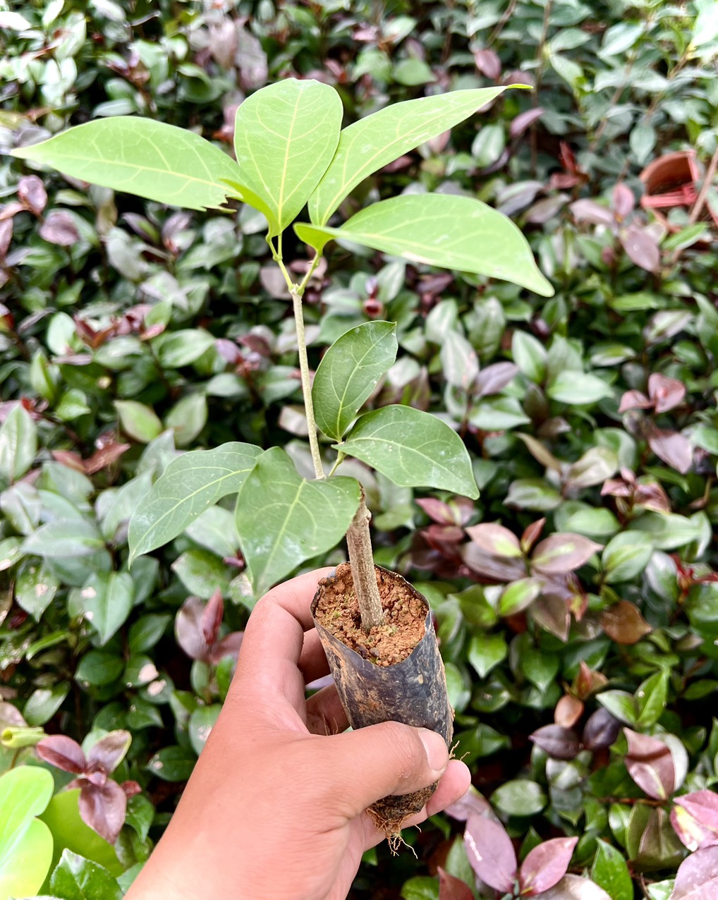 Cây giống hoa lan tỏi cao 20cm