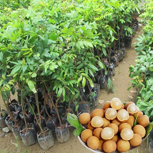 Cây NHÃN  HƯƠNG CHI  ghép, cây giống chuẩn, siêu quả, ngon ngọt