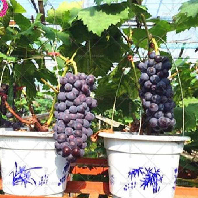 Hạt giống nho lùn pháp siêu trái-gói 10 hạt