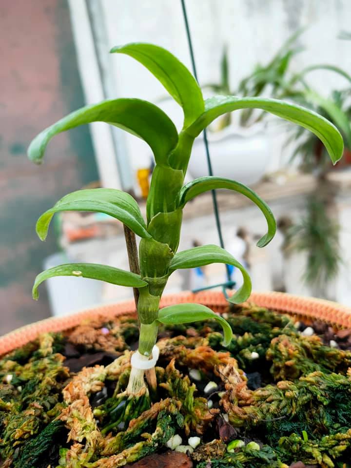 Hoa phong lan phi điệp - 6 mắt thái bình( cây cao 15cm )