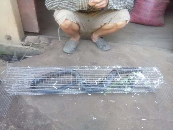 Lồng bẫy rắn 2 hom (dây rút)