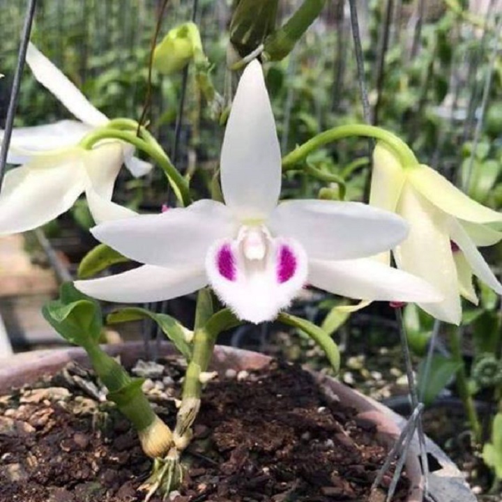 1 BẢNG (1 GIÒ) PHI ĐIỆP 5CT (CÁNH TRẮNG) PHÚ THỌ TO ĐẸP HÀNG GIEO HẠT