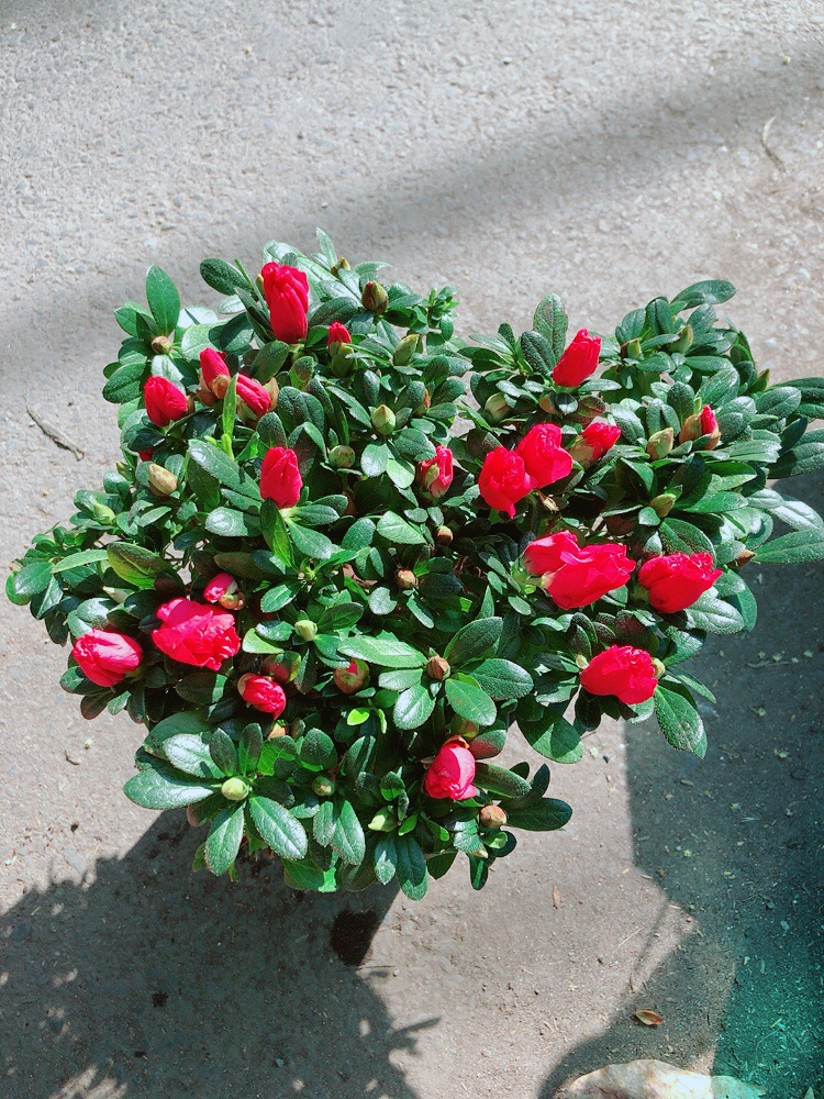 Cây Đỗ Quyên Cao 30cm Ngang 30cm