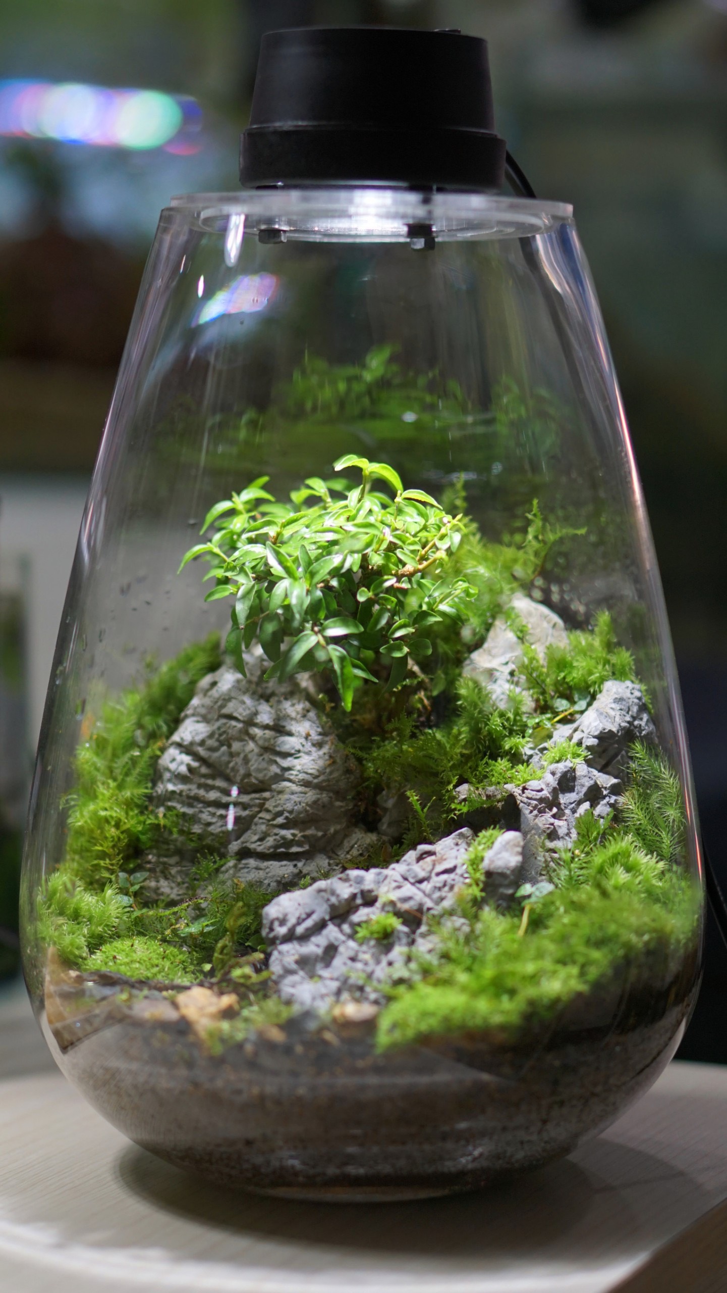 Nắp đèn cho bình terrarium hàng đặt 3w size 9cm