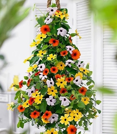 Gói 0.5GR hạt giống hoa Ánh Dương Nhiều Màu (dây leo)