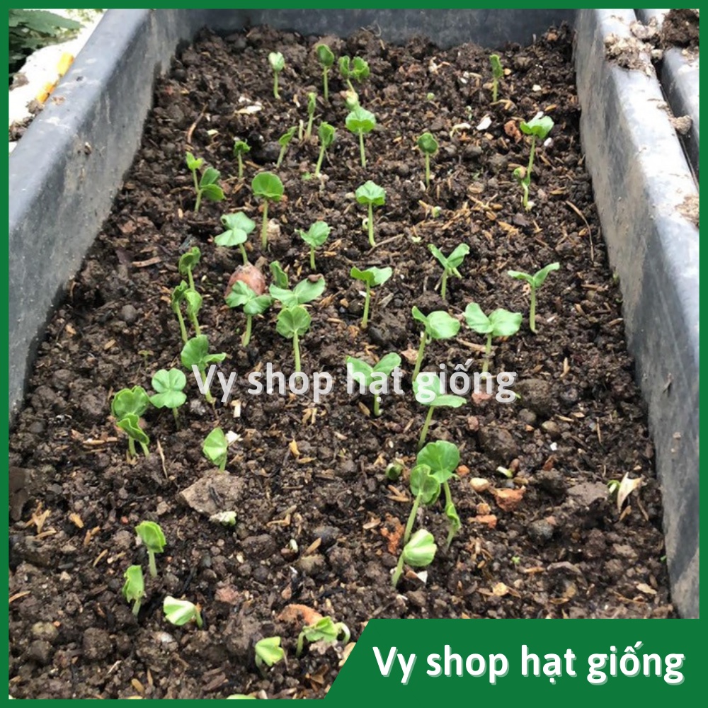 Hạt giống bụp giấm (atiso đỏ) gói 230 hạt