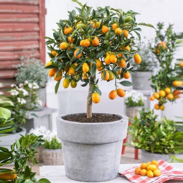 Cây giống Tắc Mỹ ( tắc ngọt)