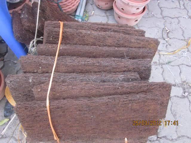 Dớn bảng trồng lan KT 59x17x4 cm
