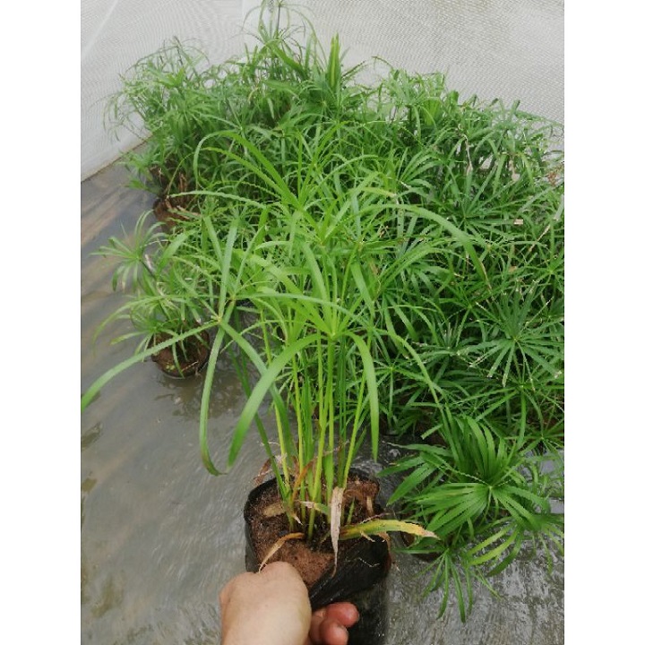 Cây thủy Trúc cây thủy sinh - trang trí hồ cá cảnh, cắm hoa