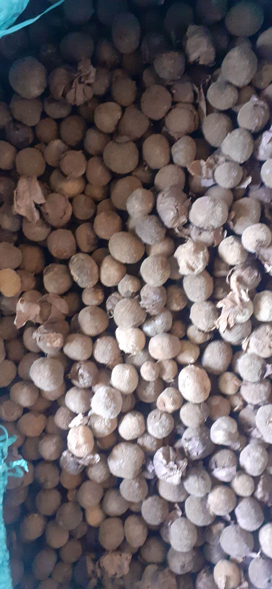 500gram hạt tếch (giá tỵ) giống