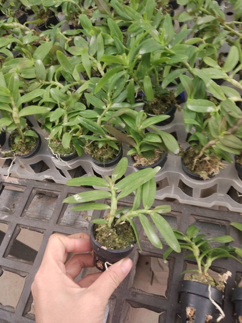 Lan phi điệp 5 ct phú thọ cây giống 8-10cm