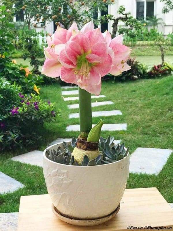5 củ lan huệ kép