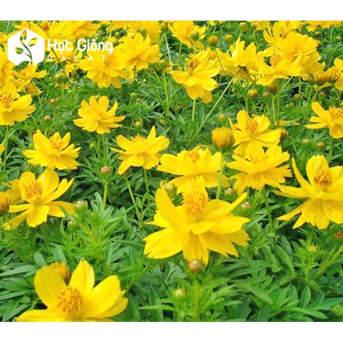 Hạt giống cánh bướm vàng cao 50 hạt