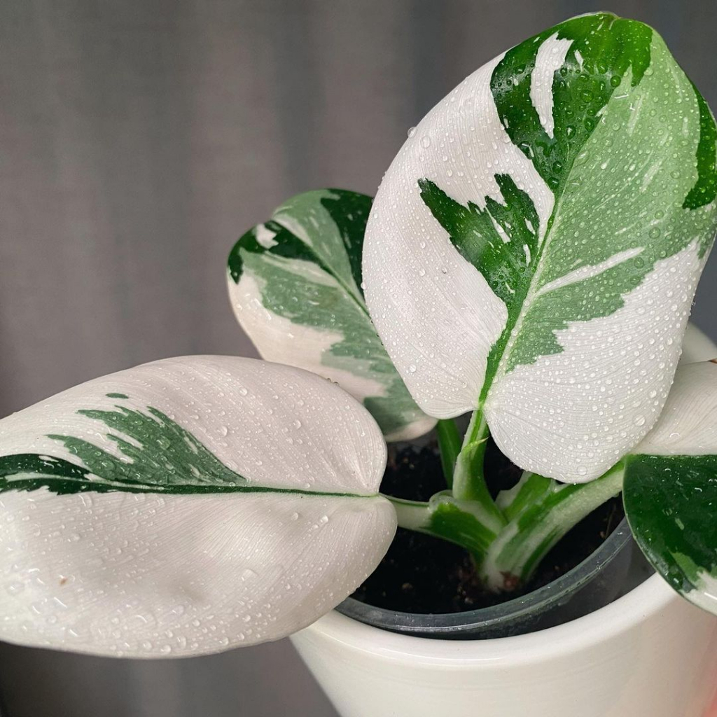 Philodendron White Wizard ✨ FREESHIP ✨ Trầu Bà Phù Thuỷ Trắng